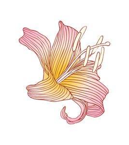 矢量图百合的花皇家符号白百合无缝边框,水彩皇家百合花,文百合花皇家