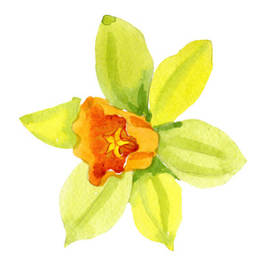 柠檬花图图片-柠檬花图素材-柠檬花图插画-摄图新视界