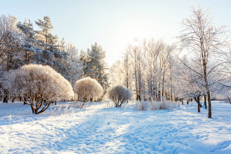 雪林中的霜树，晴天早晨的寒冷天气..在阳光下宁静冬天的大自然。鼓舞人心的天然冬季花园或公园。