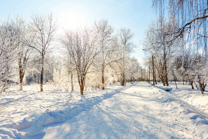 雪林中的霜树在阳光明媚的早晨寒冷的天气里. 阳光下宁静的冬季自然.