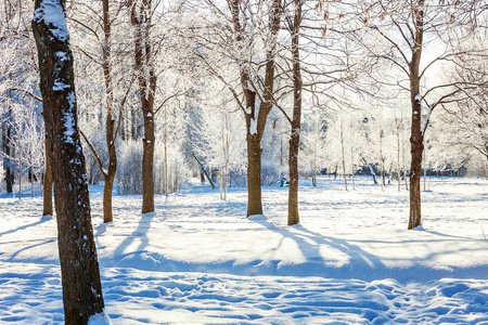 雪林中的霜树在阳光明媚的早晨寒冷的天气里。 阳光下宁静的冬季自然。 鼓舞人心的自然冬季花园或公园。