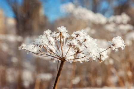 雪林中的霜草，阳光明媚的早晨寒冷的天气。