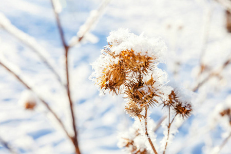 霜冻的牛蒡草在雪林寒冷的天气在阳光明媚的早晨。