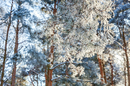 雪林中的霜树在阳光明媚的早晨寒冷的天气里。 阳光下宁静的冬季自然。 鼓舞人心的自然冬季花园或公园。