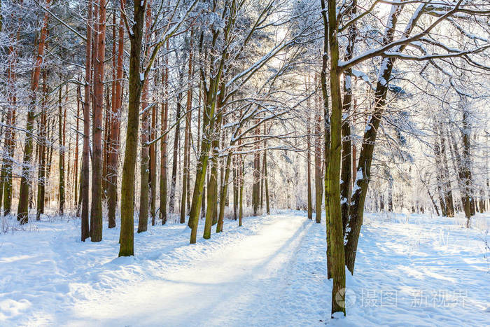 雪林中的霜树在阳光明媚的早晨寒冷的天气里. 阳光下宁静的冬季自然.