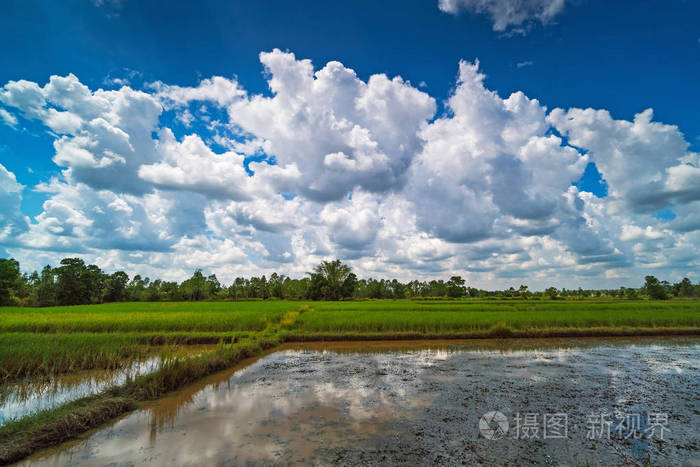 水稻稻田，美丽的云，农业景观，水稻植物