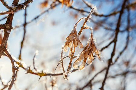 霜冻的枫树枝种子在雪林寒冷的天气在阳光明媚的早晨。