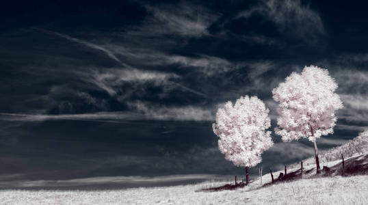 红外线摄影。 天空中美丽的孤独的树，许多云。