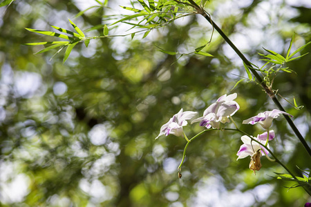 花园里美丽的粉红色兰花。