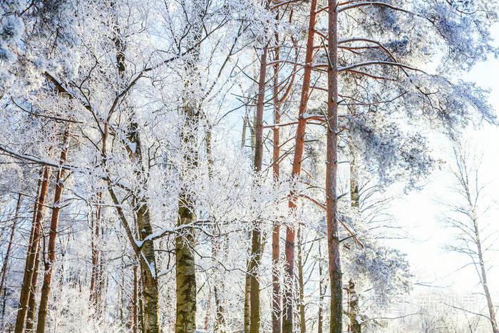 阳光下宁静的冬季自然. 鼓舞人心的自然冬季花园或公园.