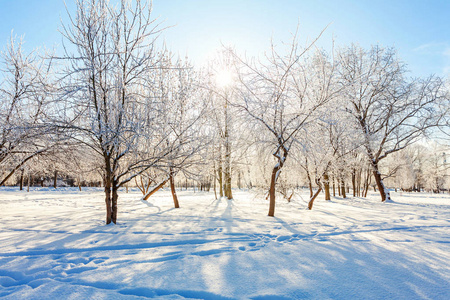 在晴朗的早晨，雪林阳光明媚的早晨寒冷的天气里。 阳光下宁静的冬季自然。 鼓舞人心的自然冬季花园或公园。