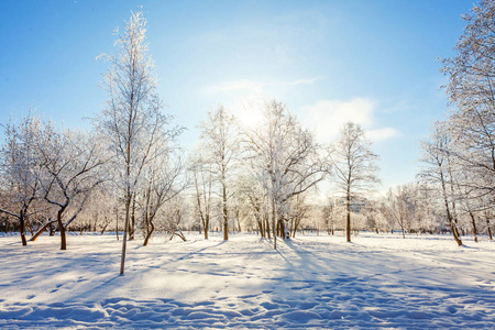 在晴朗的早晨，雪林阳光明媚的早晨寒冷的天气里。 阳光下宁静的冬季自然。 鼓舞人心的自然冬季花园或公园。