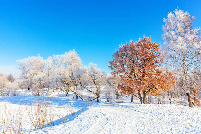 在晴朗的早晨,雪林阳光明媚的早晨寒冷的天气里.