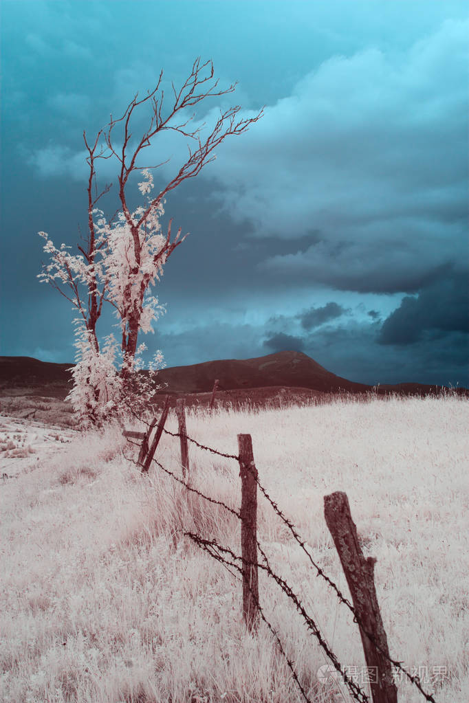 红外线摄影天空中美丽的孤独的树许多云