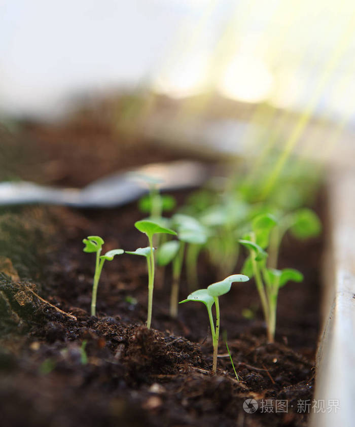照片-正版商用图片161dqh-摄图新视界
