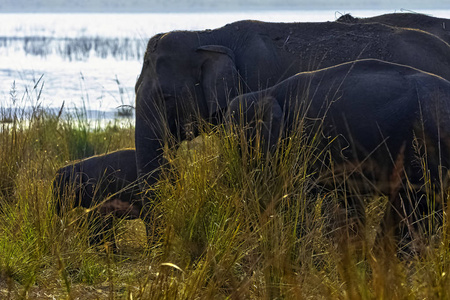 印度大象印度科吉姆科贝特国家公园