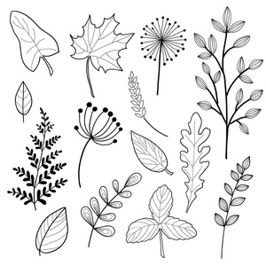 一套植物学素描和线条涂鸦