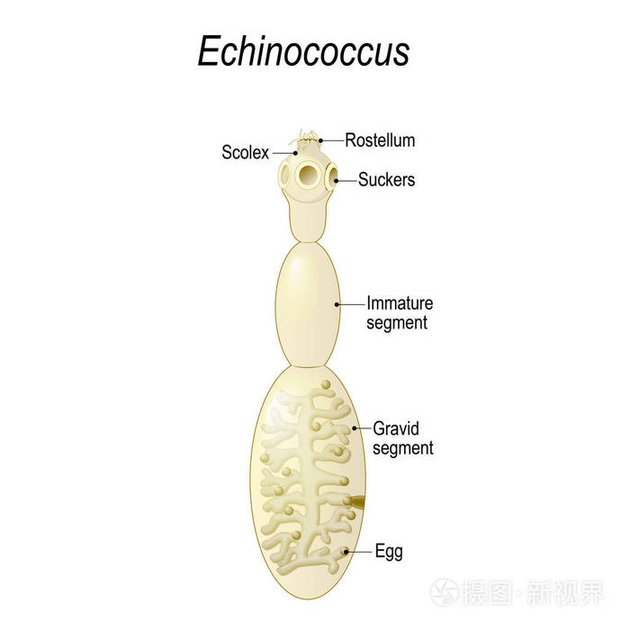 棘球蚴原头蚴手绘图图片