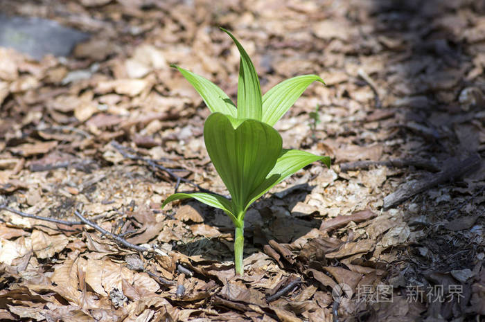 疣鼻小青植物春季季节山花青叶阳光照射