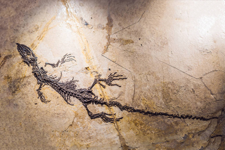 史前恐龙化石在沉积物中的印记