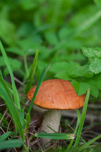 红帽牛肝菌菇生长