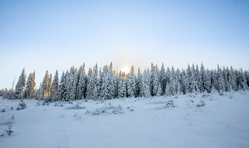 云杉雪山森林阳光透过树木