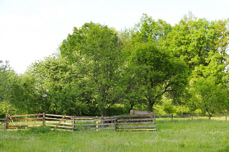 春天，绿树成荫，古老的破木篱