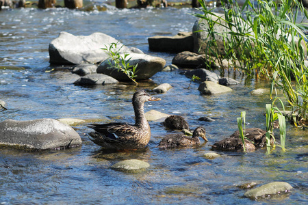 雌性野鸭和她的小鸭子在水里