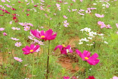 美丽的宇宙花园里五颜六色的花