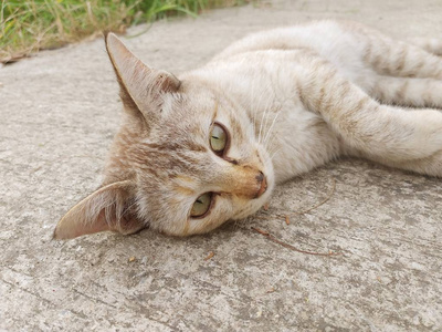 把可爱的猫关在水泥地板上图片