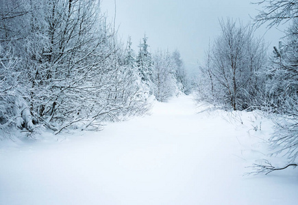 风景冬季背景林道下雪