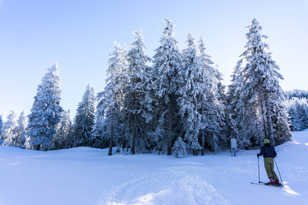 阳光下山上白雪覆盖的树木