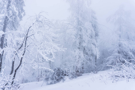 冬天，白雪覆盖着松树