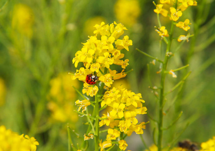 黄色瓢虫以黄色油菜花为食的红色瓢虫照片