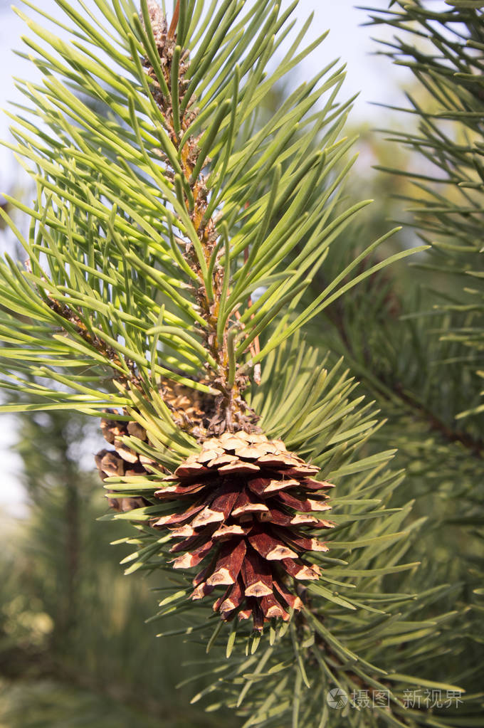 树枝上的松果树上的针叶