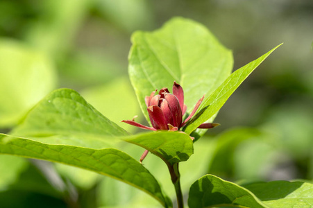这是花萼和花冠的图表,其中三条虚线显示缺失的花瓣,复古线绘图或