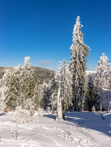 阳光下山上白雪覆盖的树木