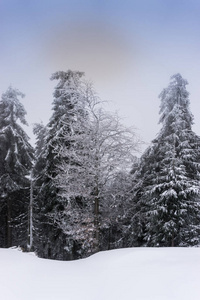 冬天，白雪覆盖着松树