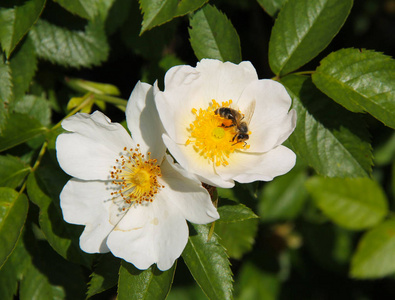 一只蜜蜂以白华为食的近照图片