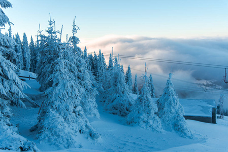 山顶上白雪覆盖着松树