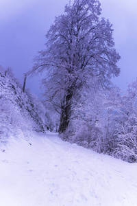 满是白雪覆盖的树木，朦胧的森林