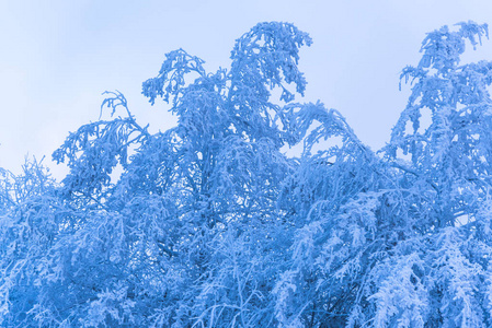 满是白雪覆盖的树木，朦胧的森林