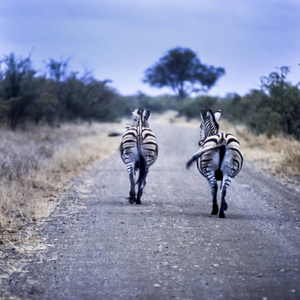 平原斑马马布切尔里克鲁格国家公园南非