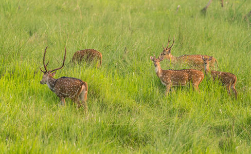 西卡或斑点鹿群在象草。 野生动物和动物照片。 日本鹿颈日本