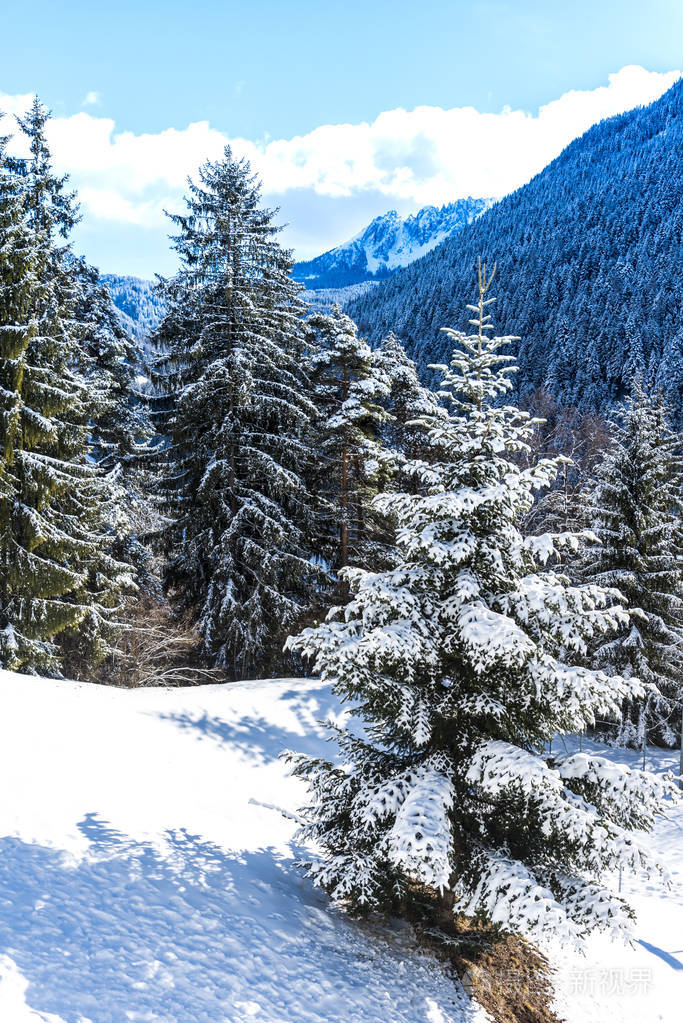 白雪覆盖了白树和树枝