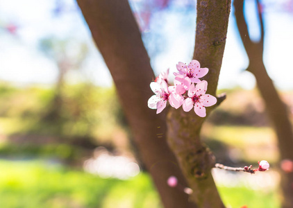 樱花树枝，开满鲜花