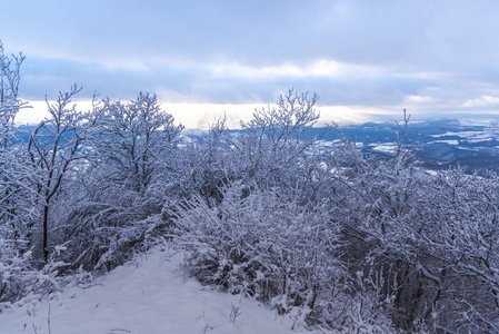 白雪覆盖的树木和树枝