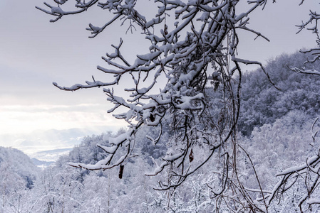 白雪覆盖的树木和树枝