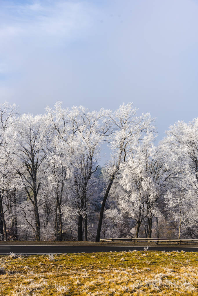 白雪覆盖了白树和树枝