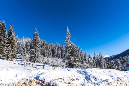 白雪覆盖的树木和树枝